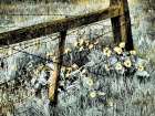 USA-Washington State Infrared capture of fence line and wildflowers Art Print